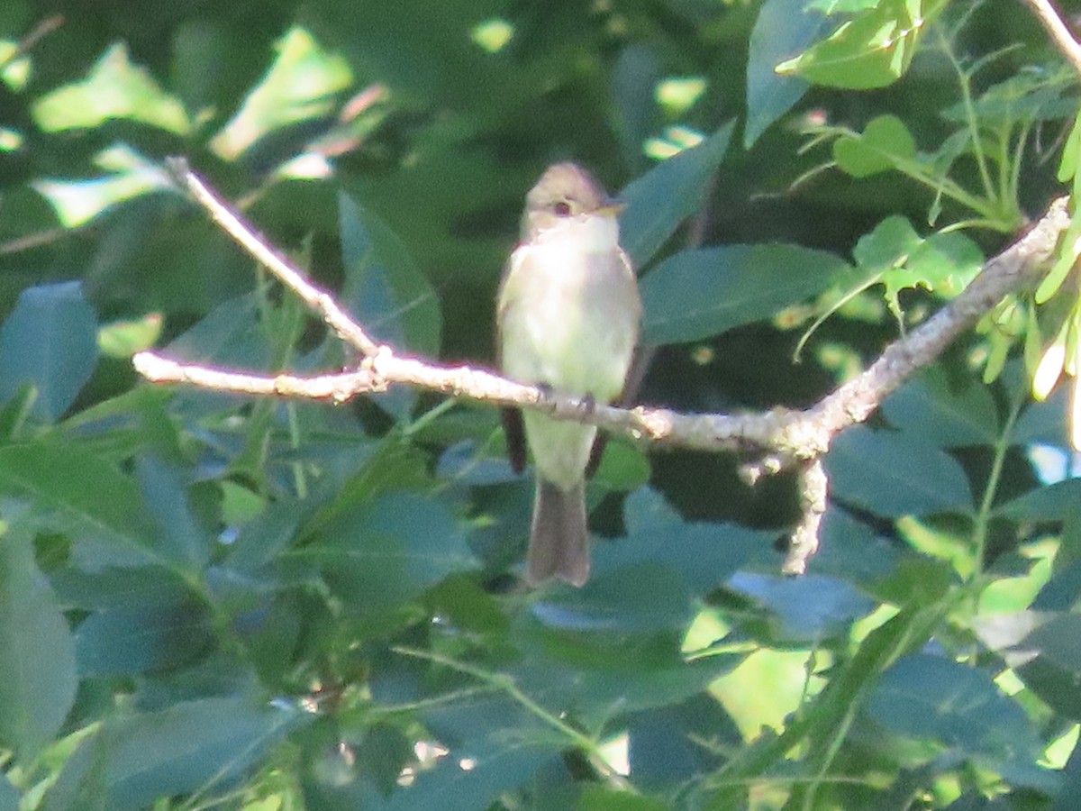 Eastern Wood-Pewee - Dick Zerger