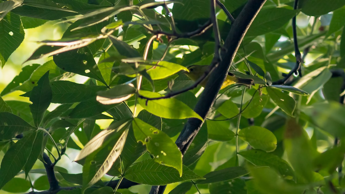 Wilson's Warbler - Todd Kiraly