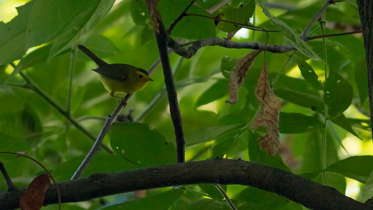 Wilson's Warbler - ML619546763