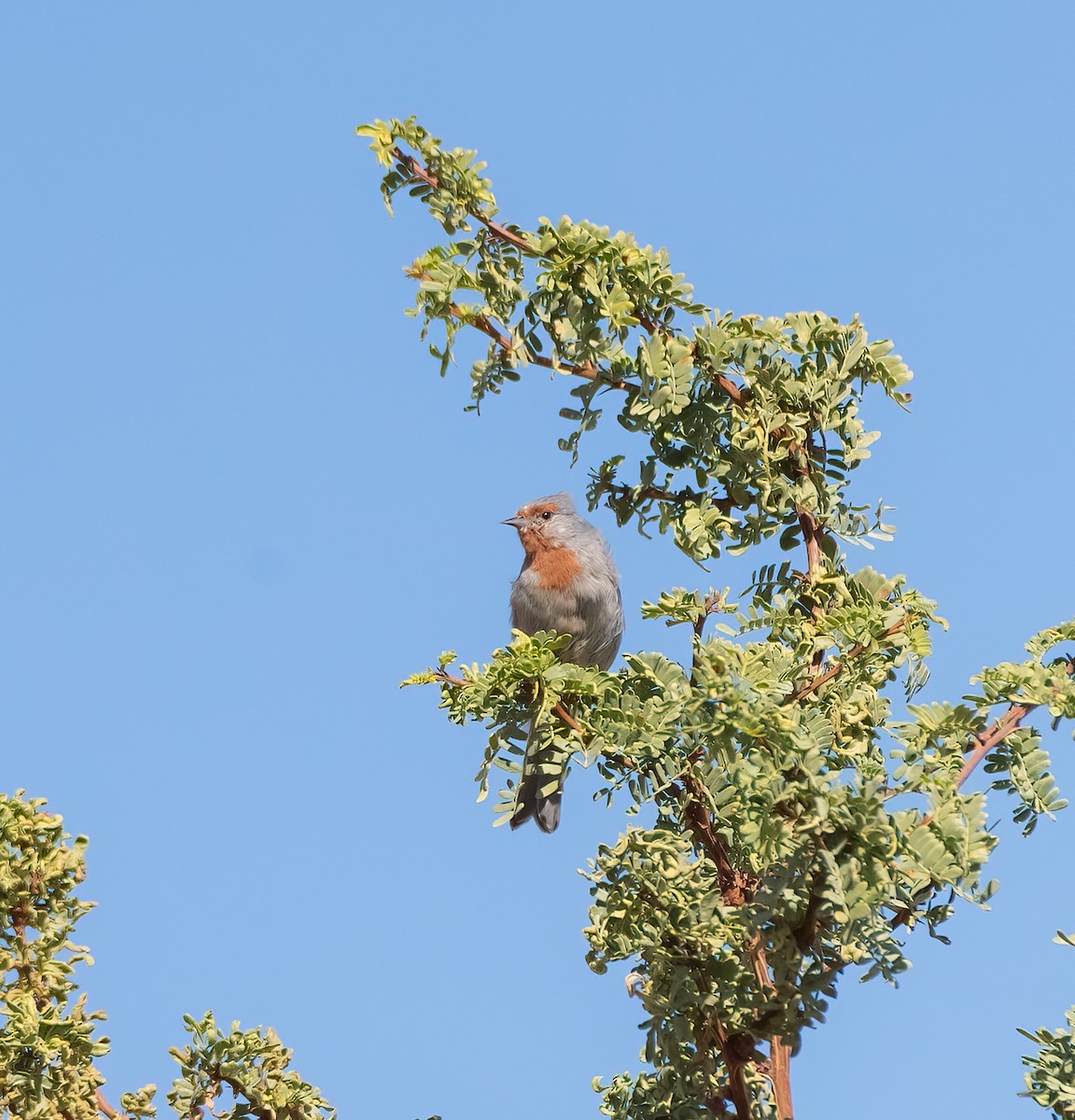 Tamarugo Conebill - Esteban Villanueva (Aves Libres Chile)