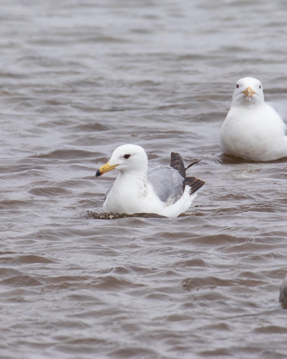 California Gull - Mark Sawyer