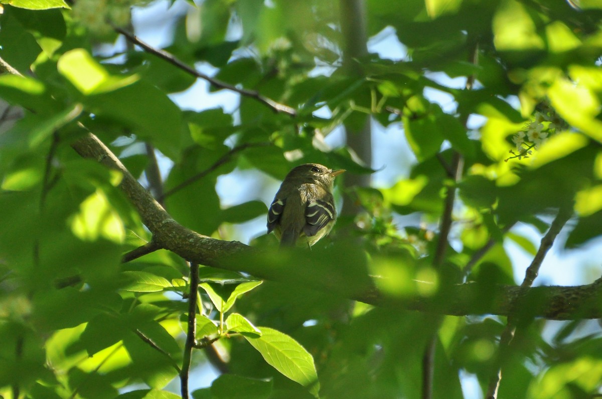 Yellow-bellied Flycatcher - Sam Collins