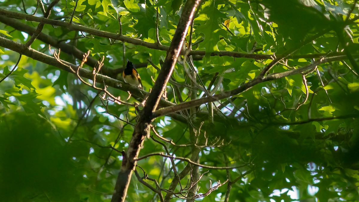 American Redstart - Todd Kiraly