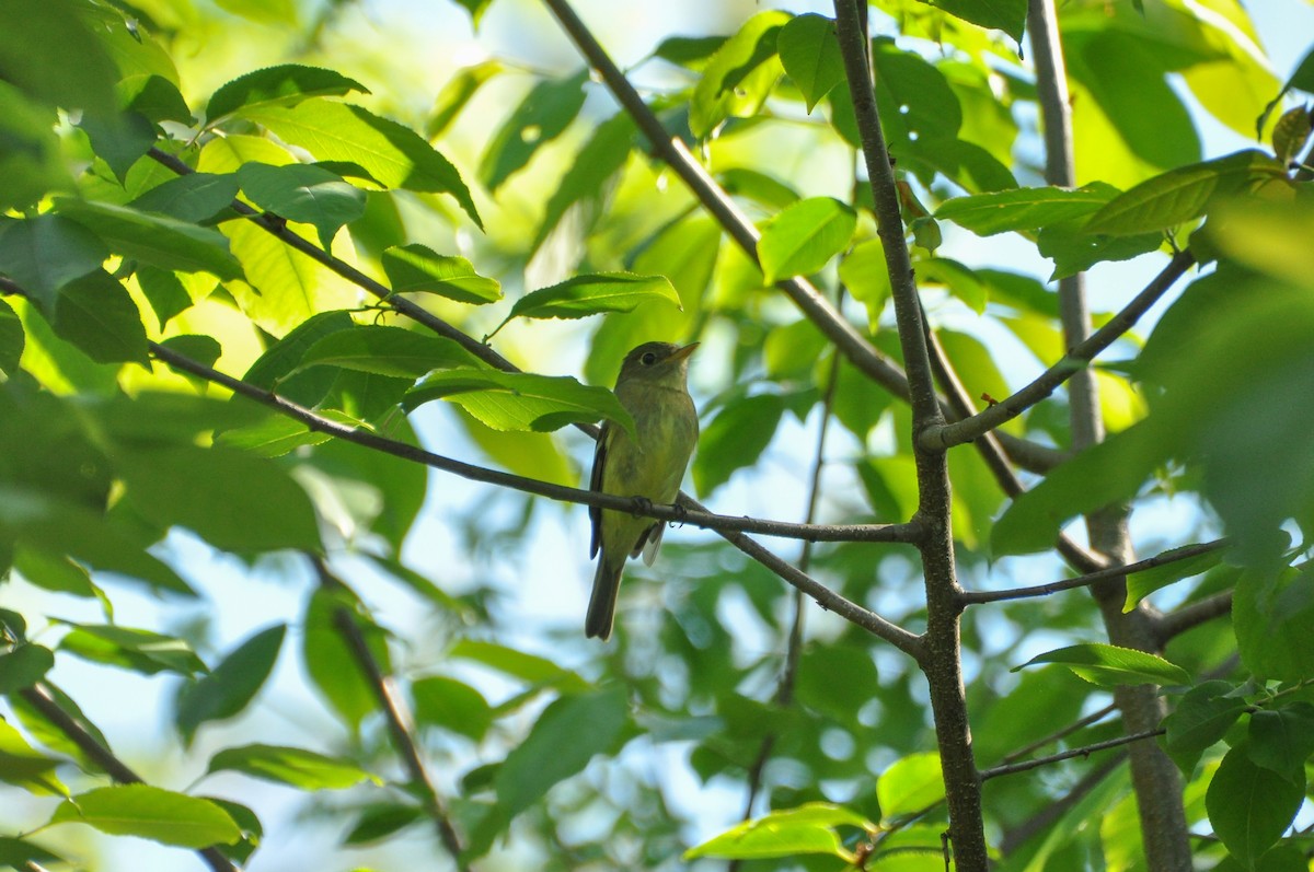 Yellow-bellied Flycatcher - Sam Collins