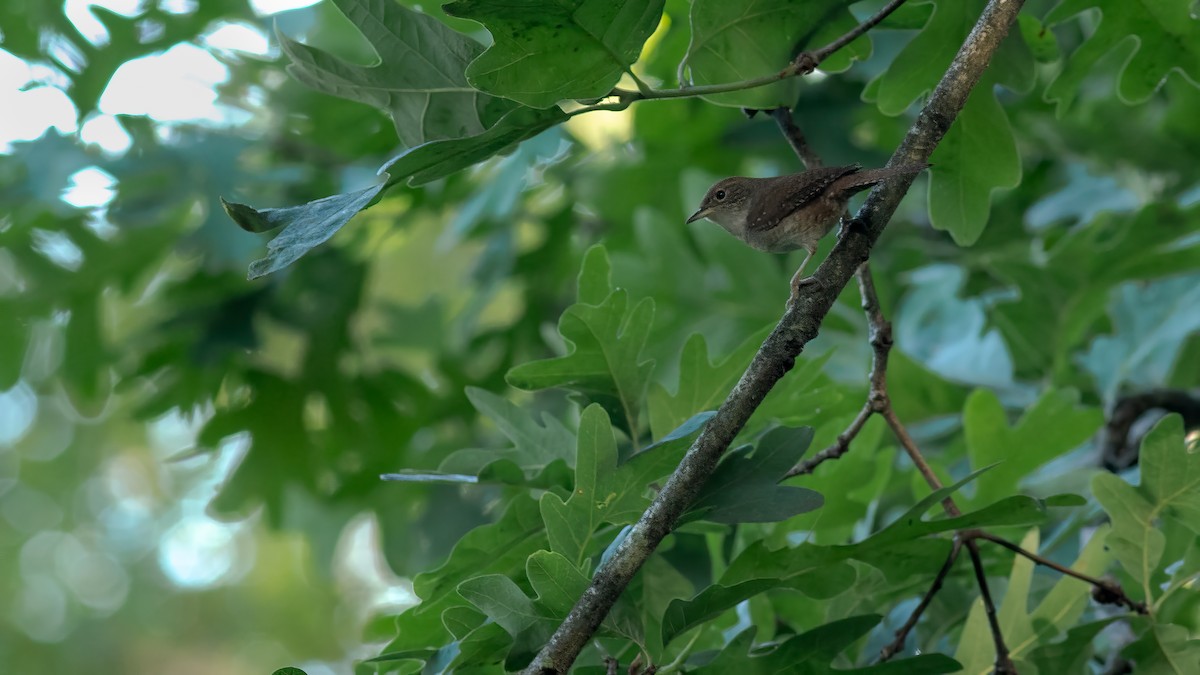 House Wren - Todd Kiraly