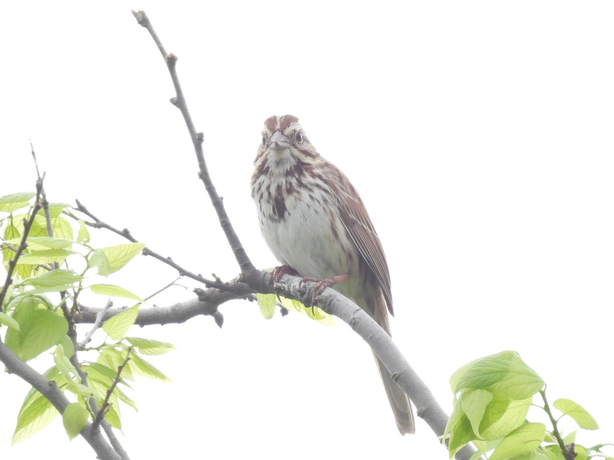 Song Sparrow - Cindy Leffelman