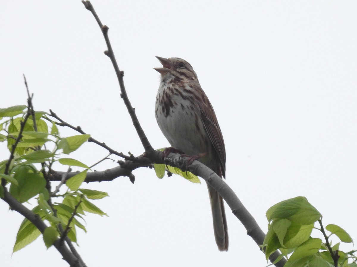 Song Sparrow - Cindy Leffelman