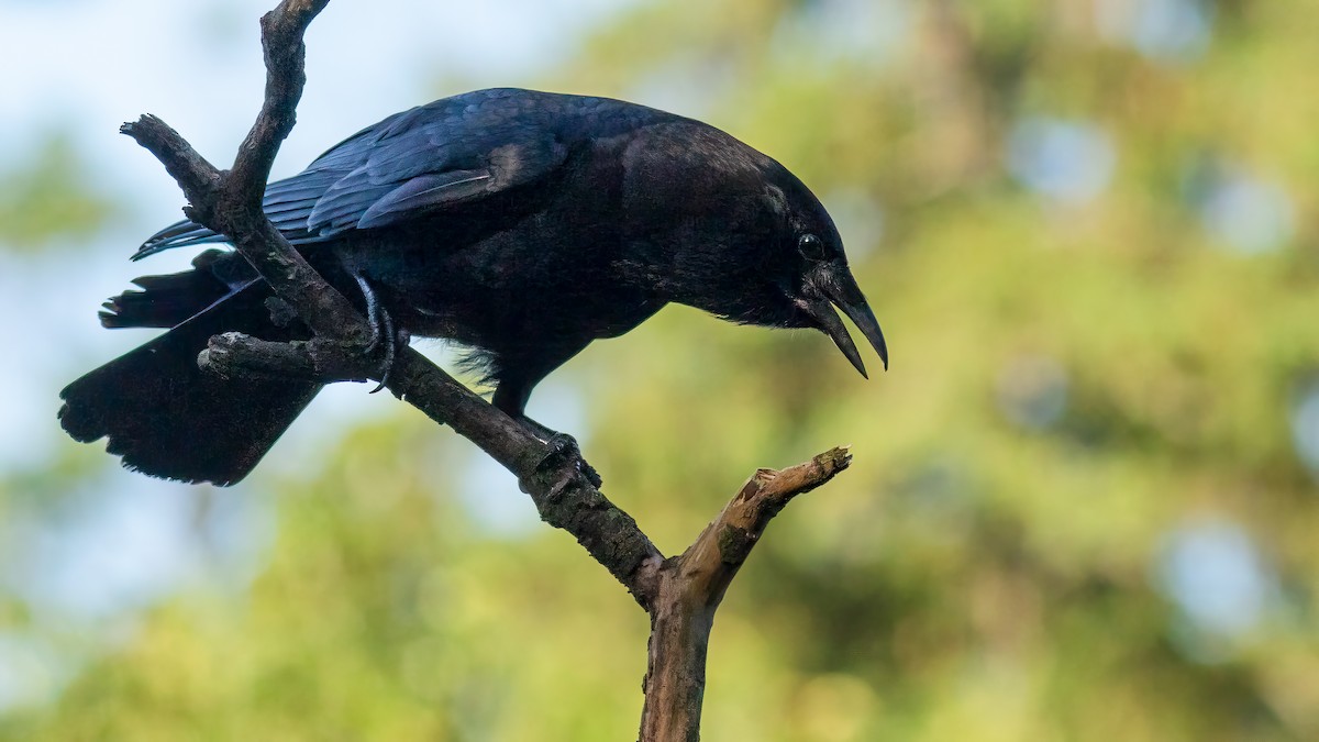 American Crow - ML619546779