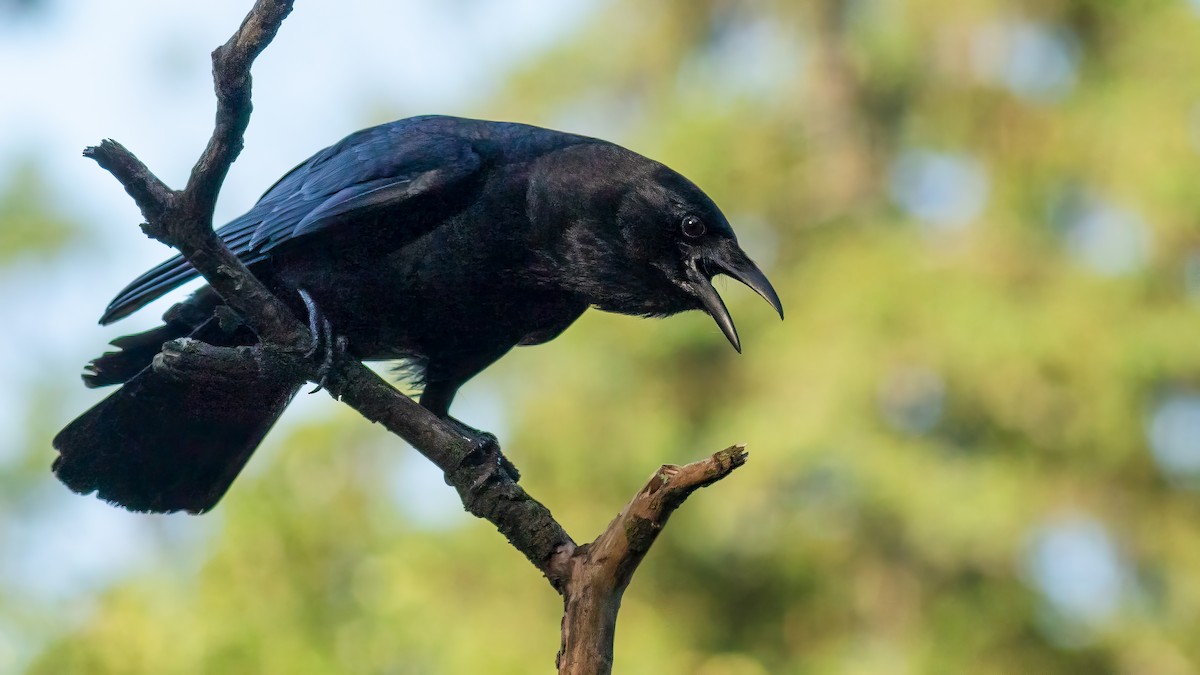 American Crow - Todd Kiraly