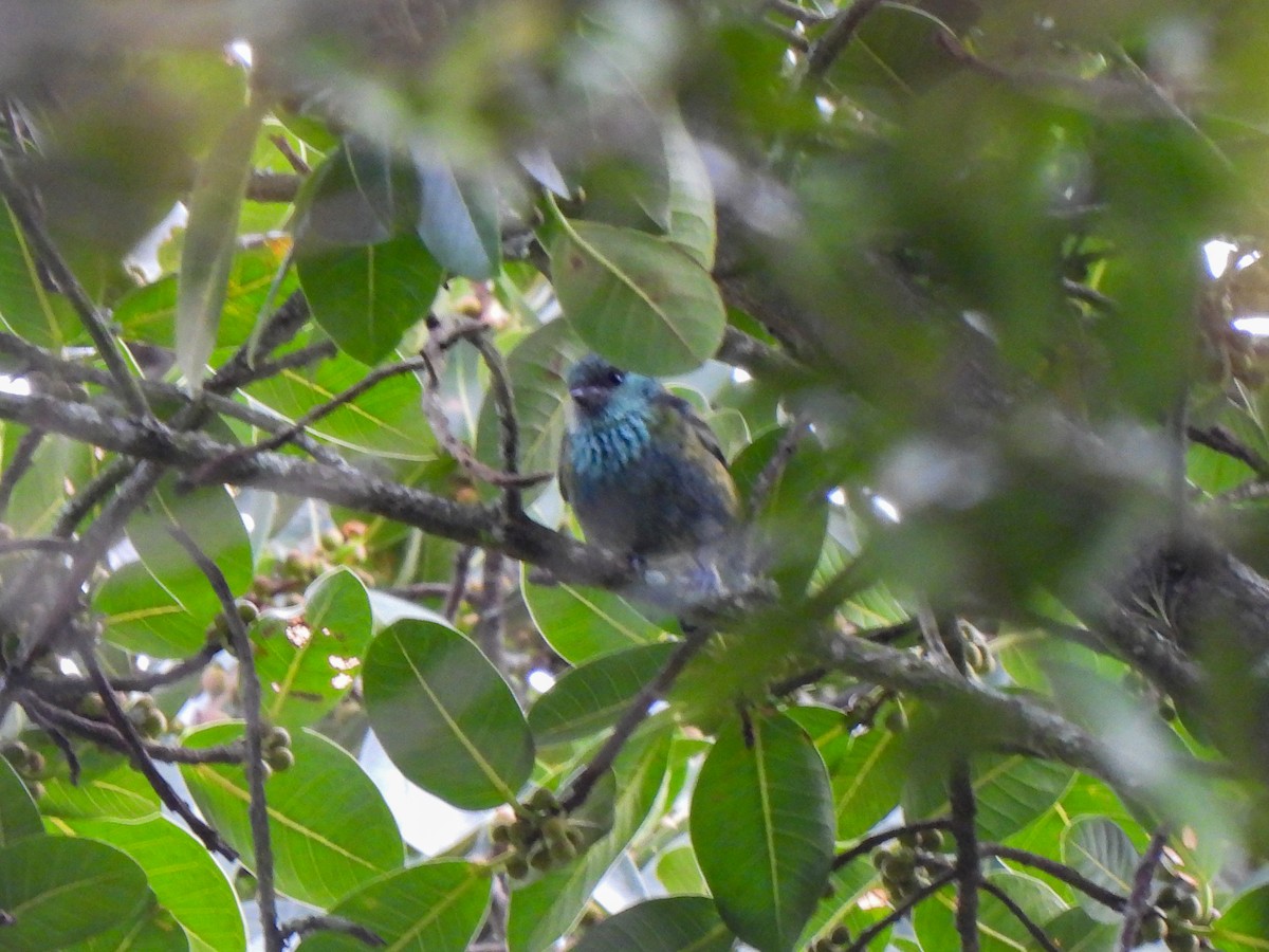 Black-capped Tanager - Wilson Ortega