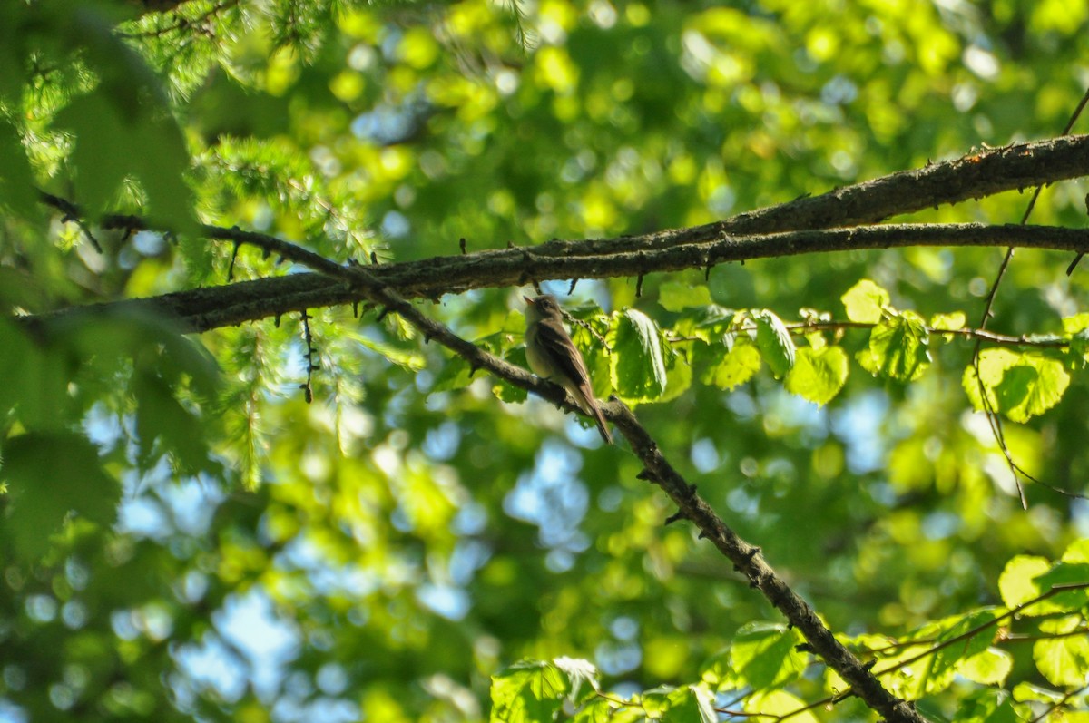 Eastern Wood-Pewee - Sam Collins