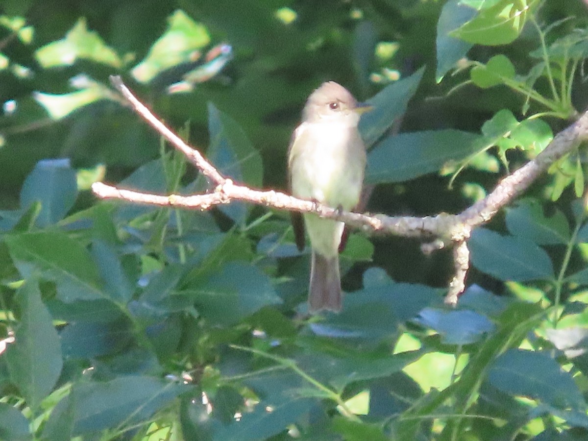 Eastern Wood-Pewee - Dick Zerger