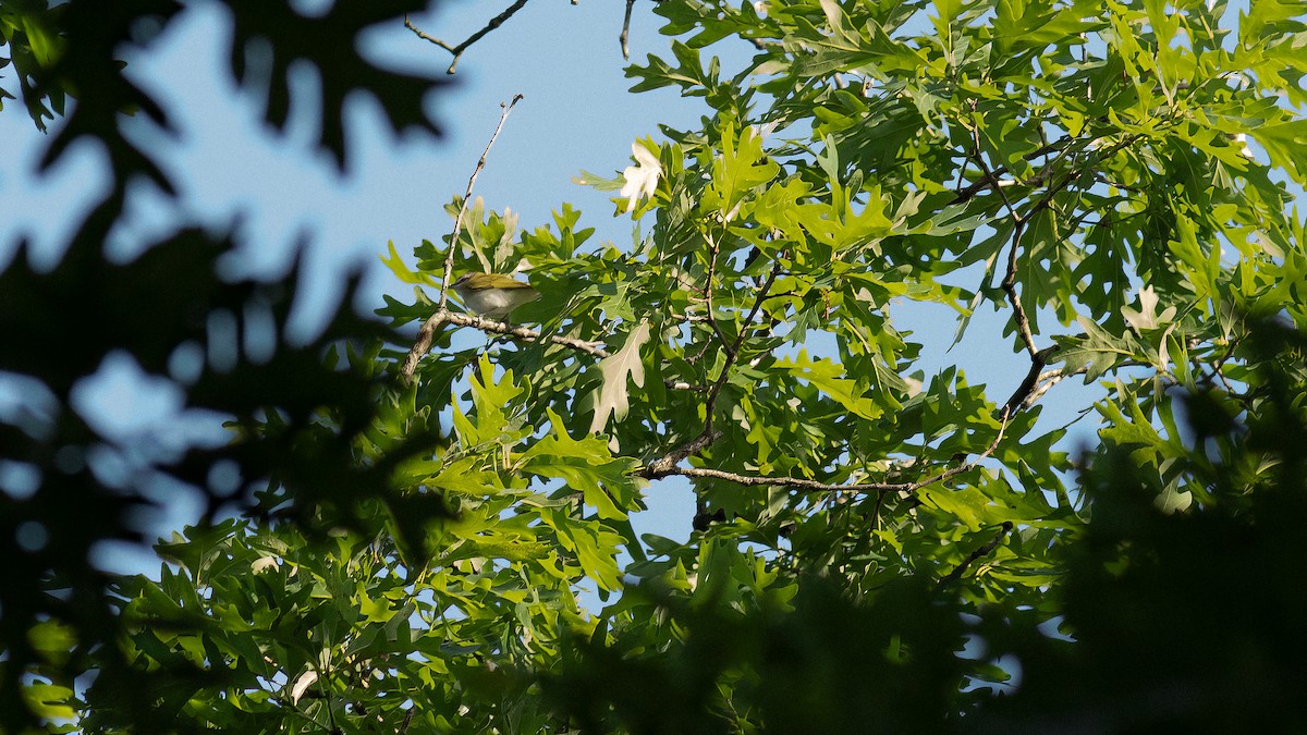 Red-eyed Vireo - Todd Kiraly