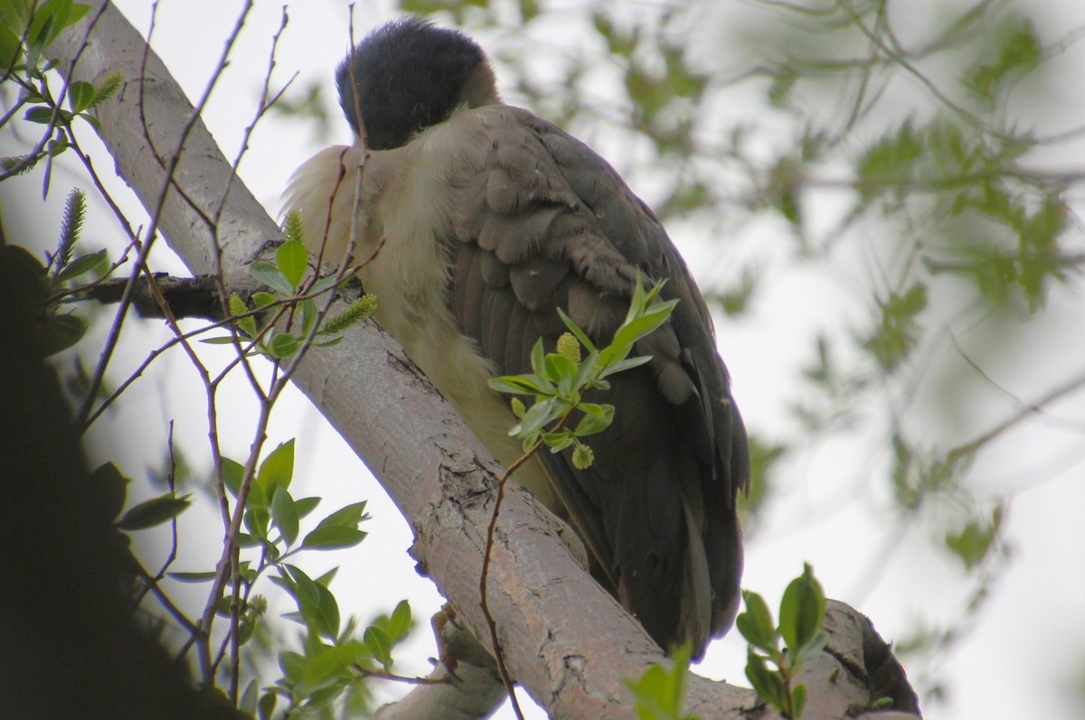 Black-crowned Night Heron - Elaine Cassidy