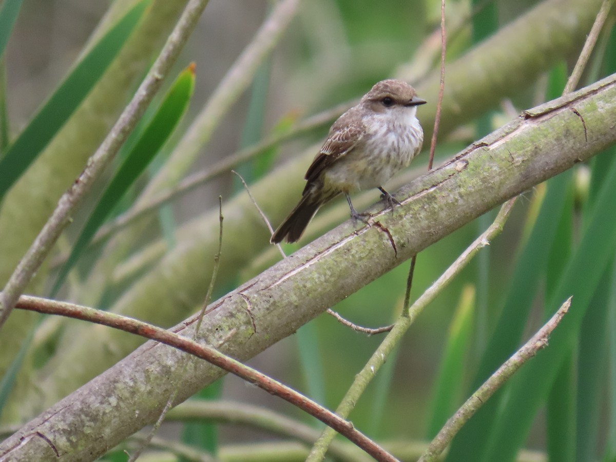 Vermilion Flycatcher - Shirley Reynolds