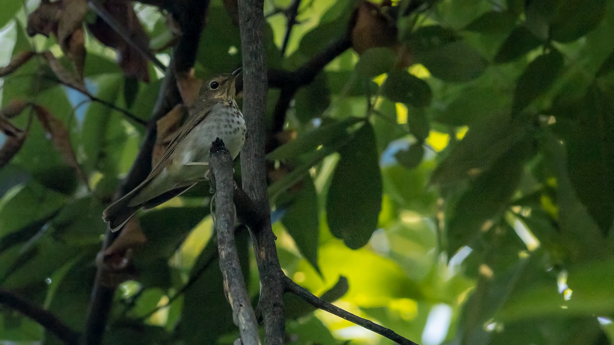 Swainson's Thrush - ML619546791