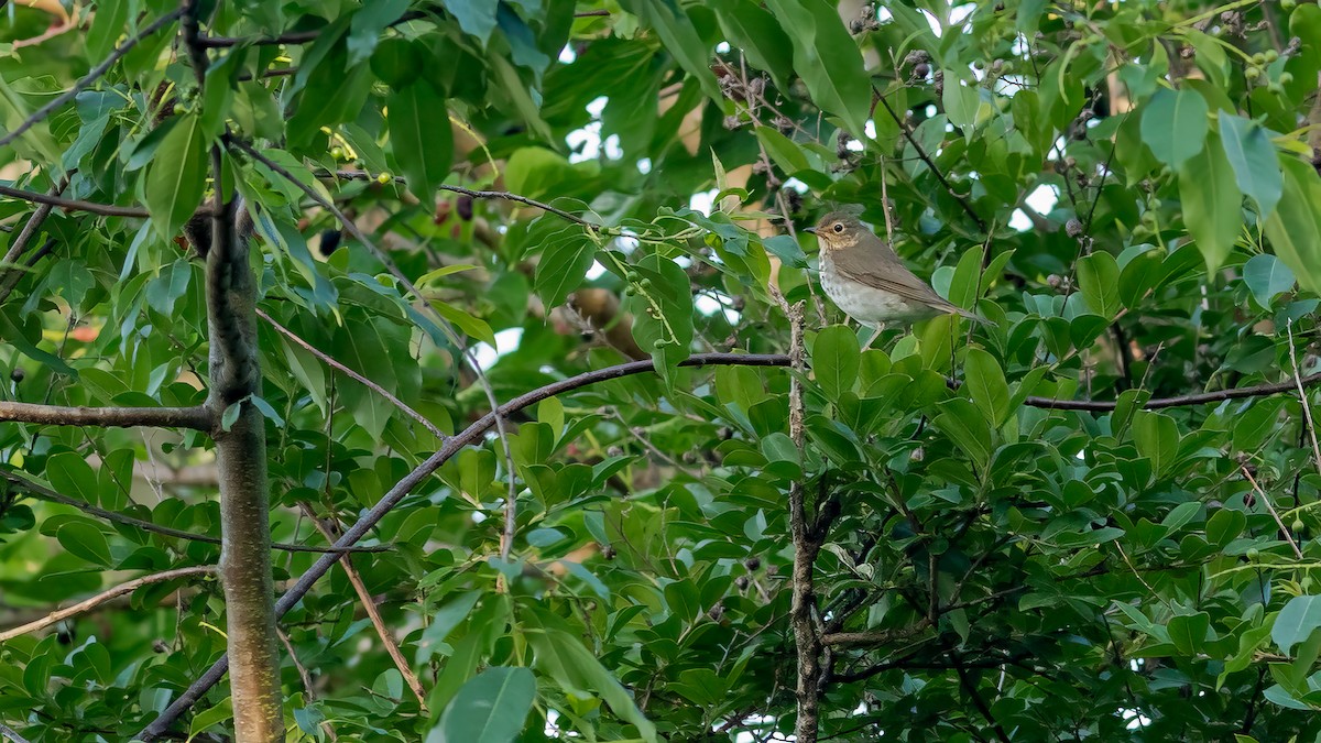 Swainson's Thrush - Todd Kiraly