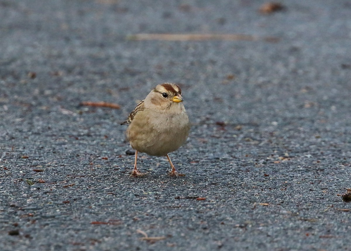 Golden-crowned Sparrow - William Clark