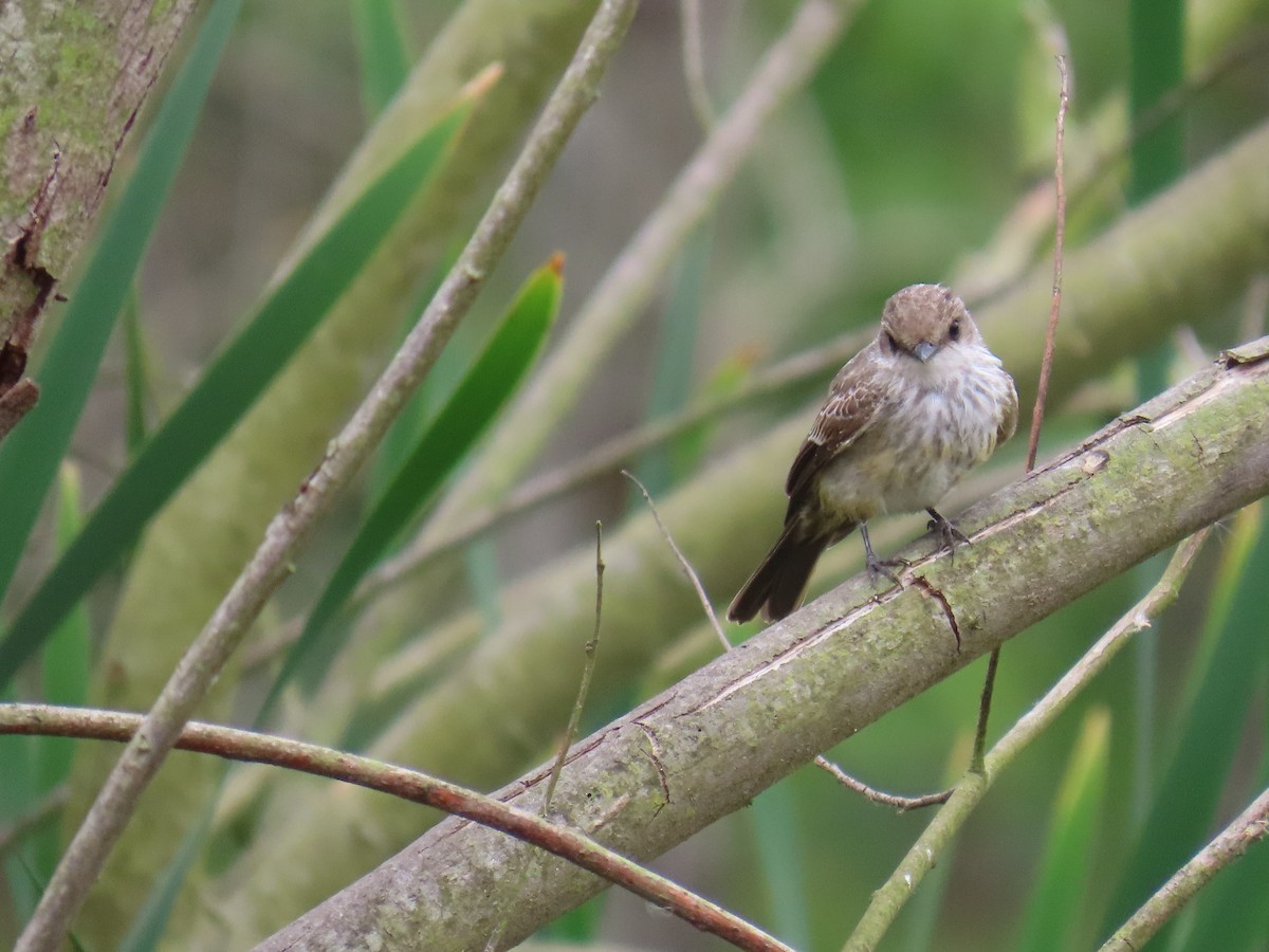 Vermilion Flycatcher - Shirley Reynolds