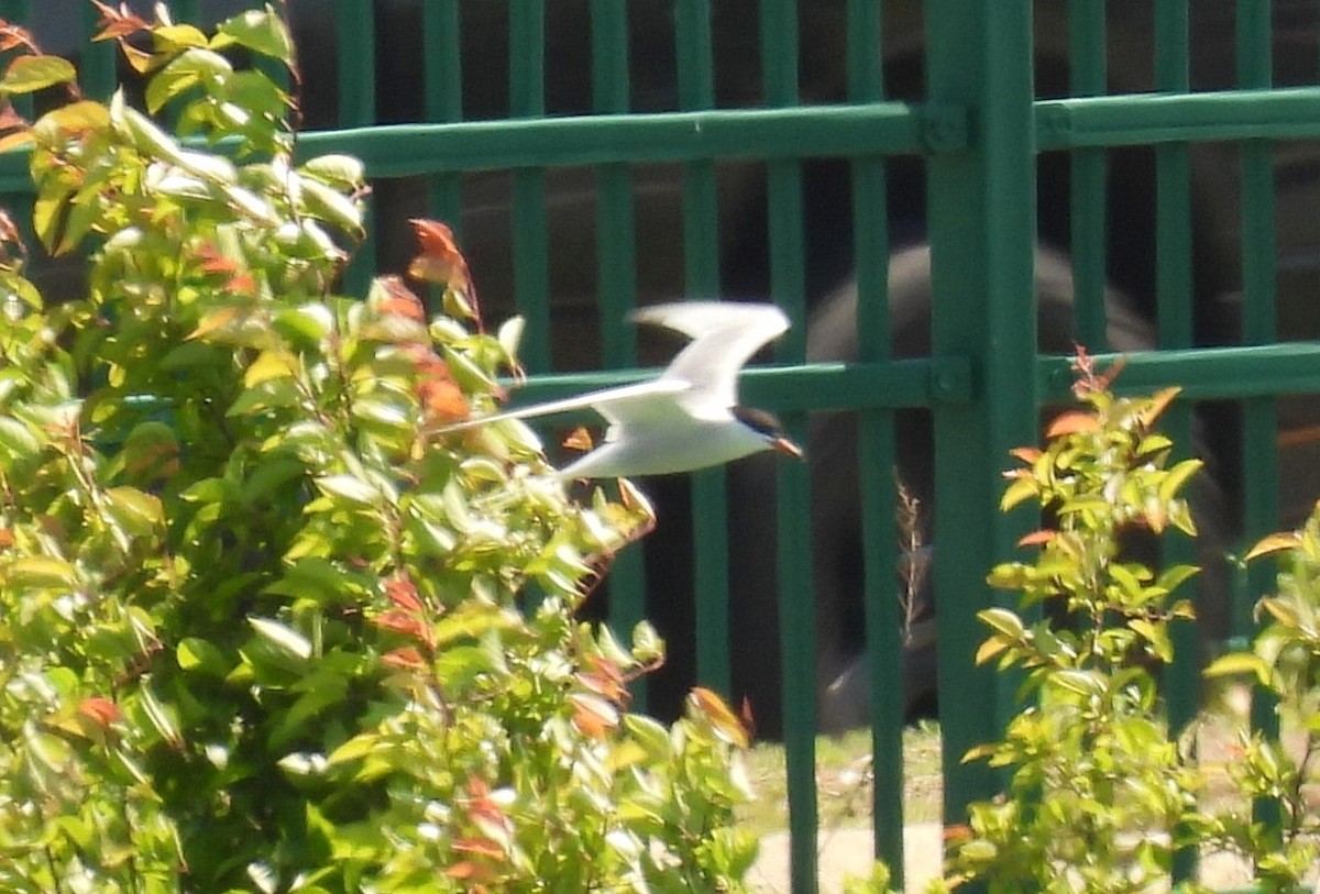 Common Tern - Cristina Hartshorn