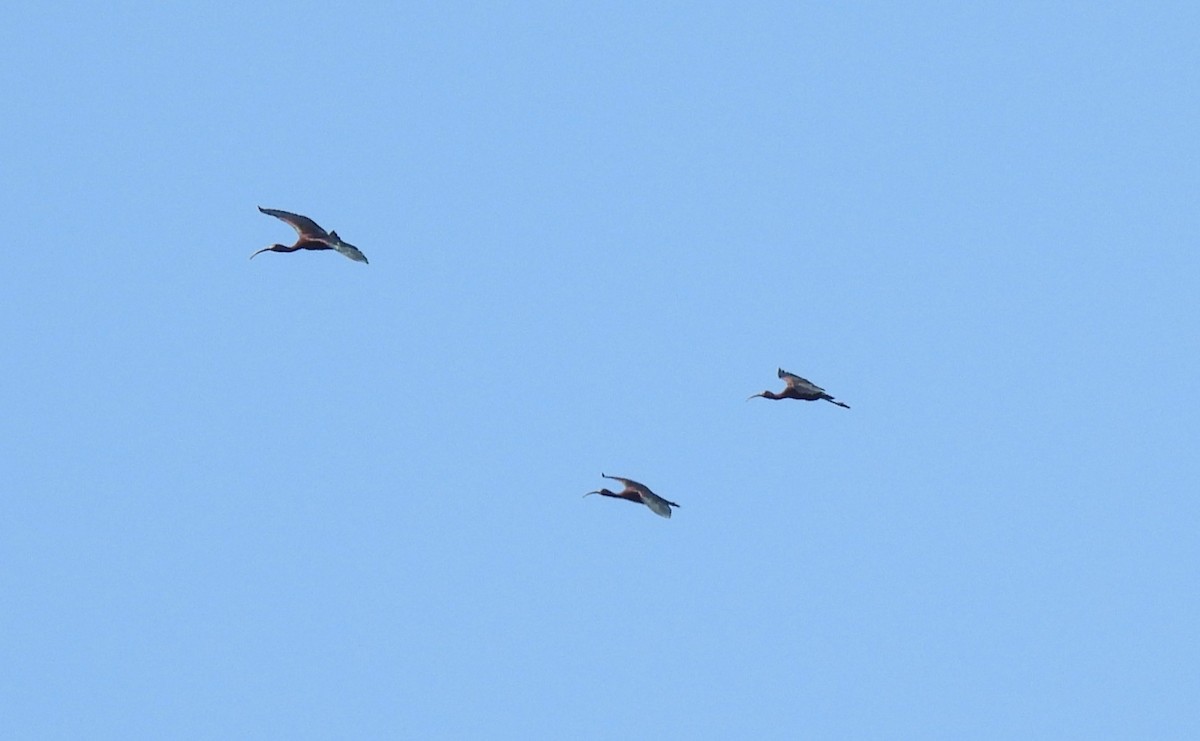 Glossy Ibis - Cristina Hartshorn