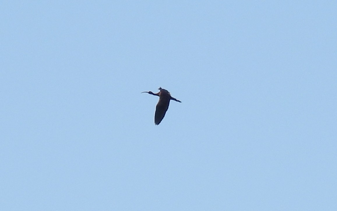 Glossy Ibis - Cristina Hartshorn