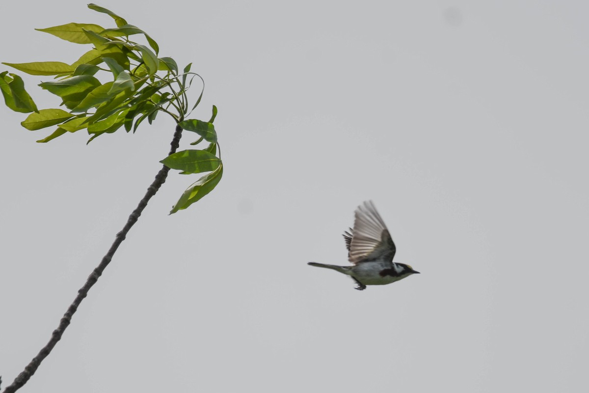 Chestnut-sided Warbler - Jacoba Freeman