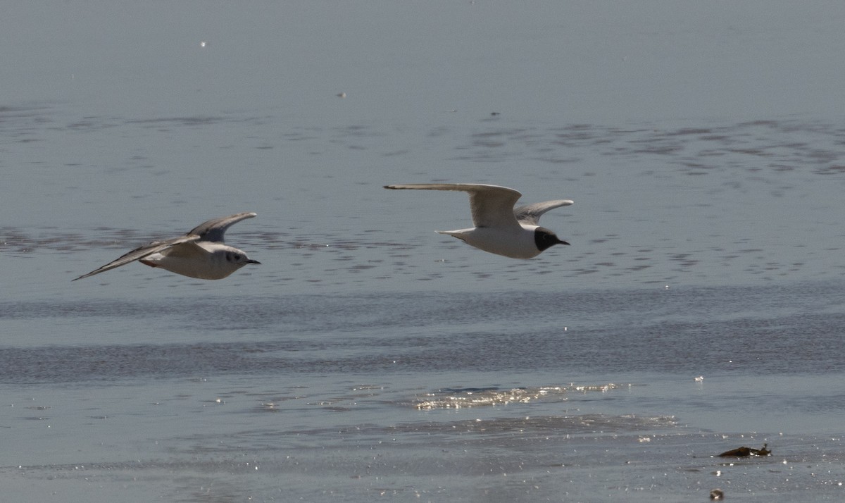 Bonaparte's Gull - Anne Heyerly