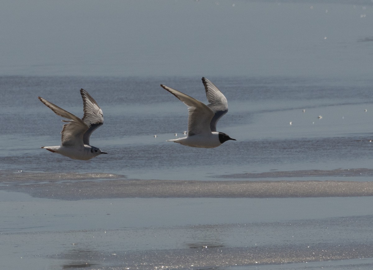 Bonaparte's Gull - Anne Heyerly