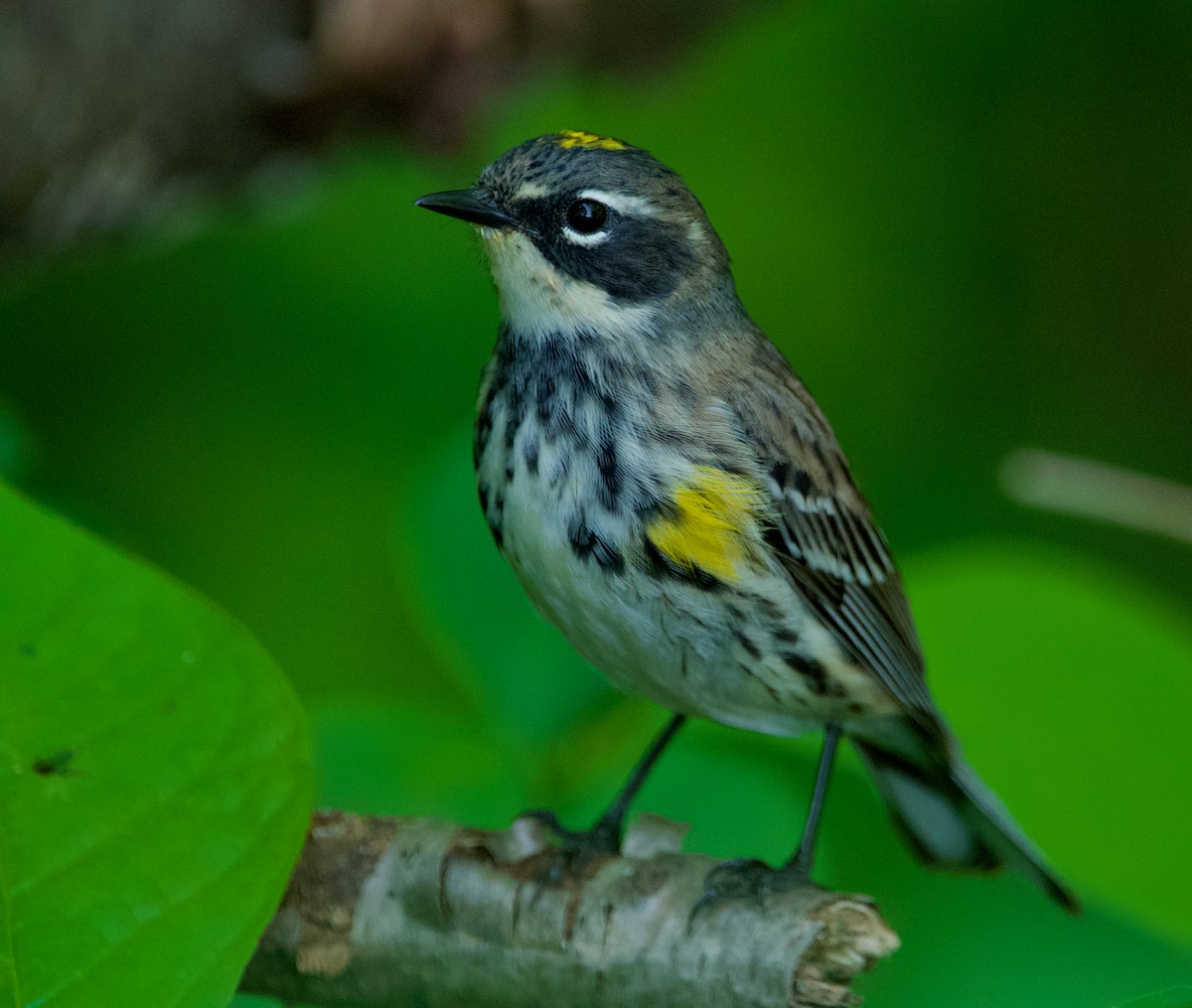 Yellow-rumped Warbler - Robert King