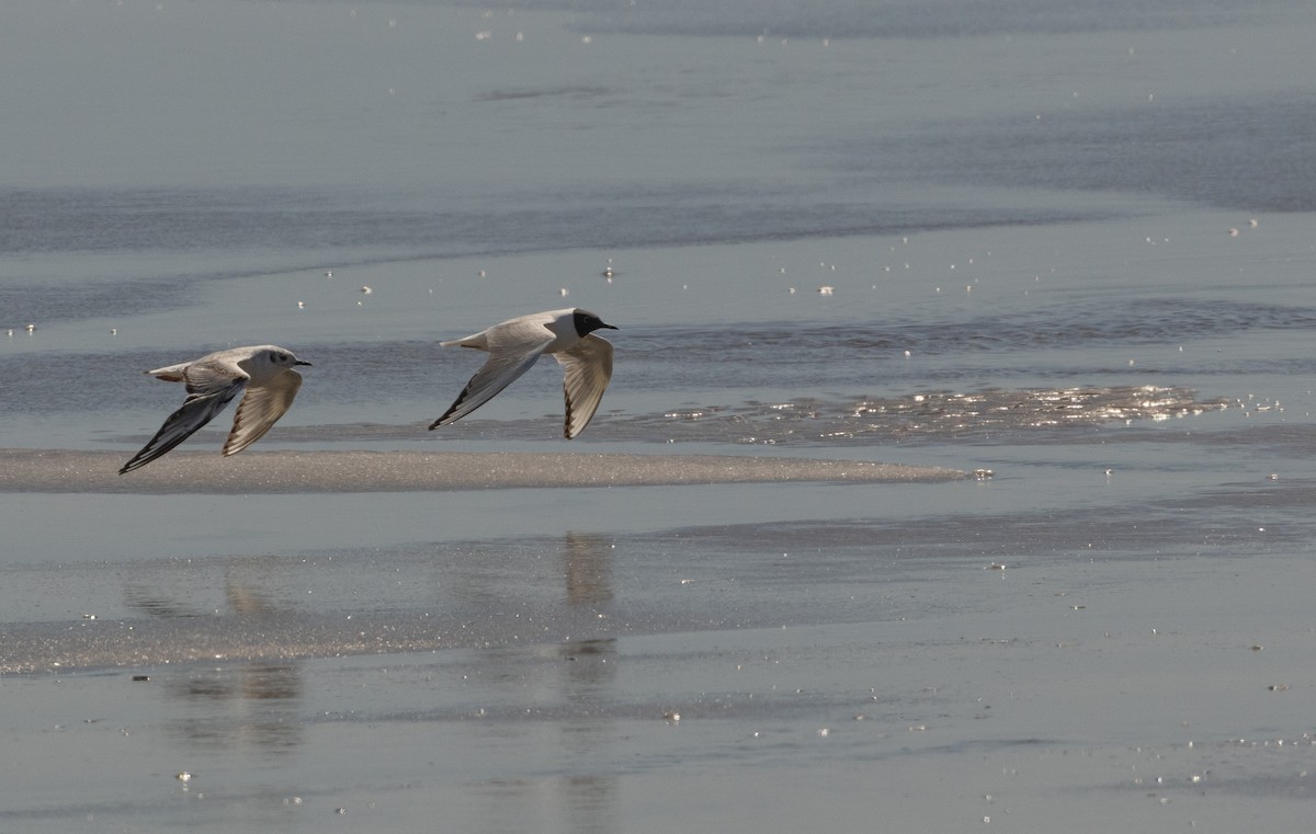 Bonaparte's Gull - Anne Heyerly