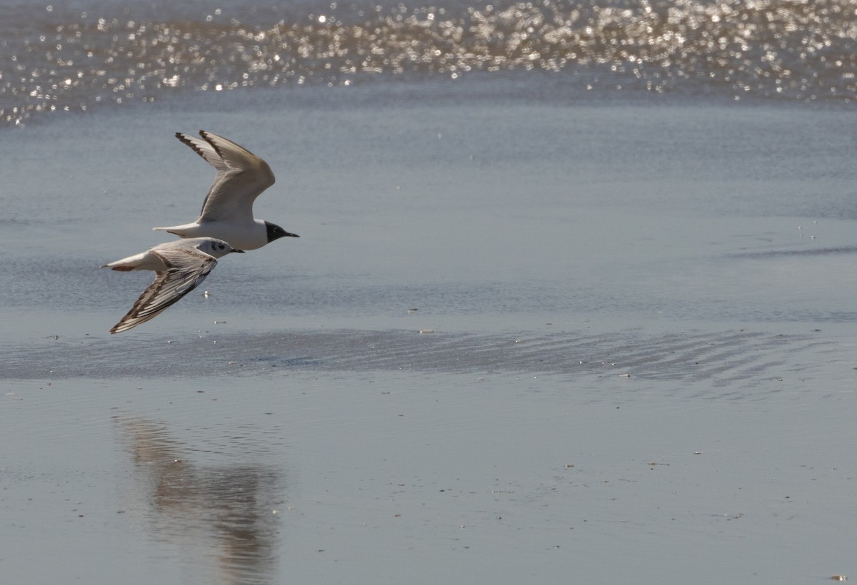 Bonaparte's Gull - Anne Heyerly