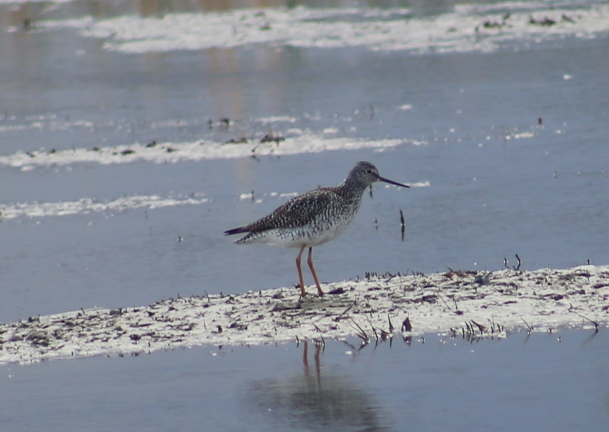 Lesser Yellowlegs - Morgan Van Peursem