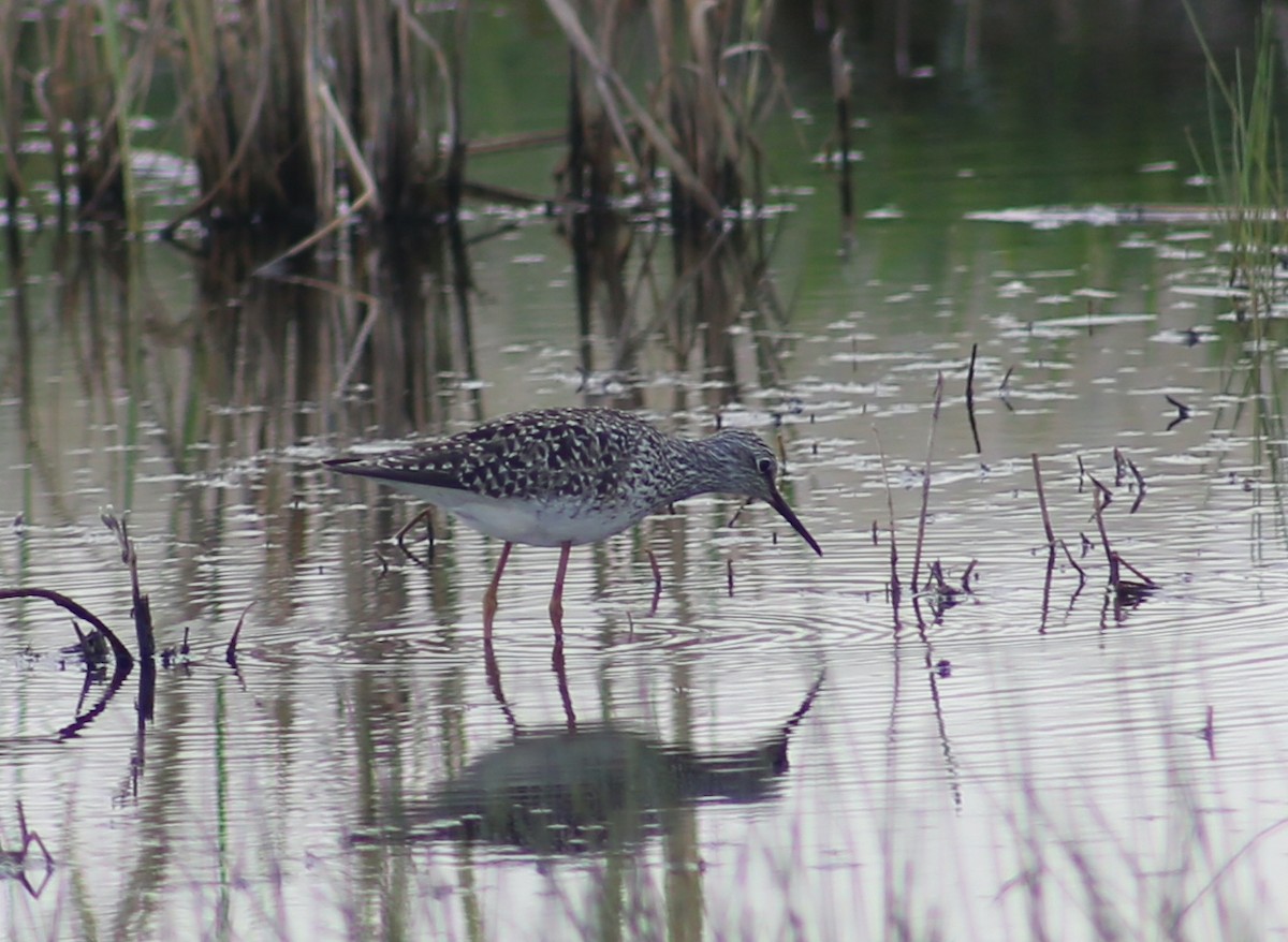 Lesser Yellowlegs - Morgan Van Peursem