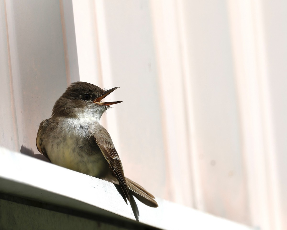 Eastern Phoebe - Cate Hopkinson