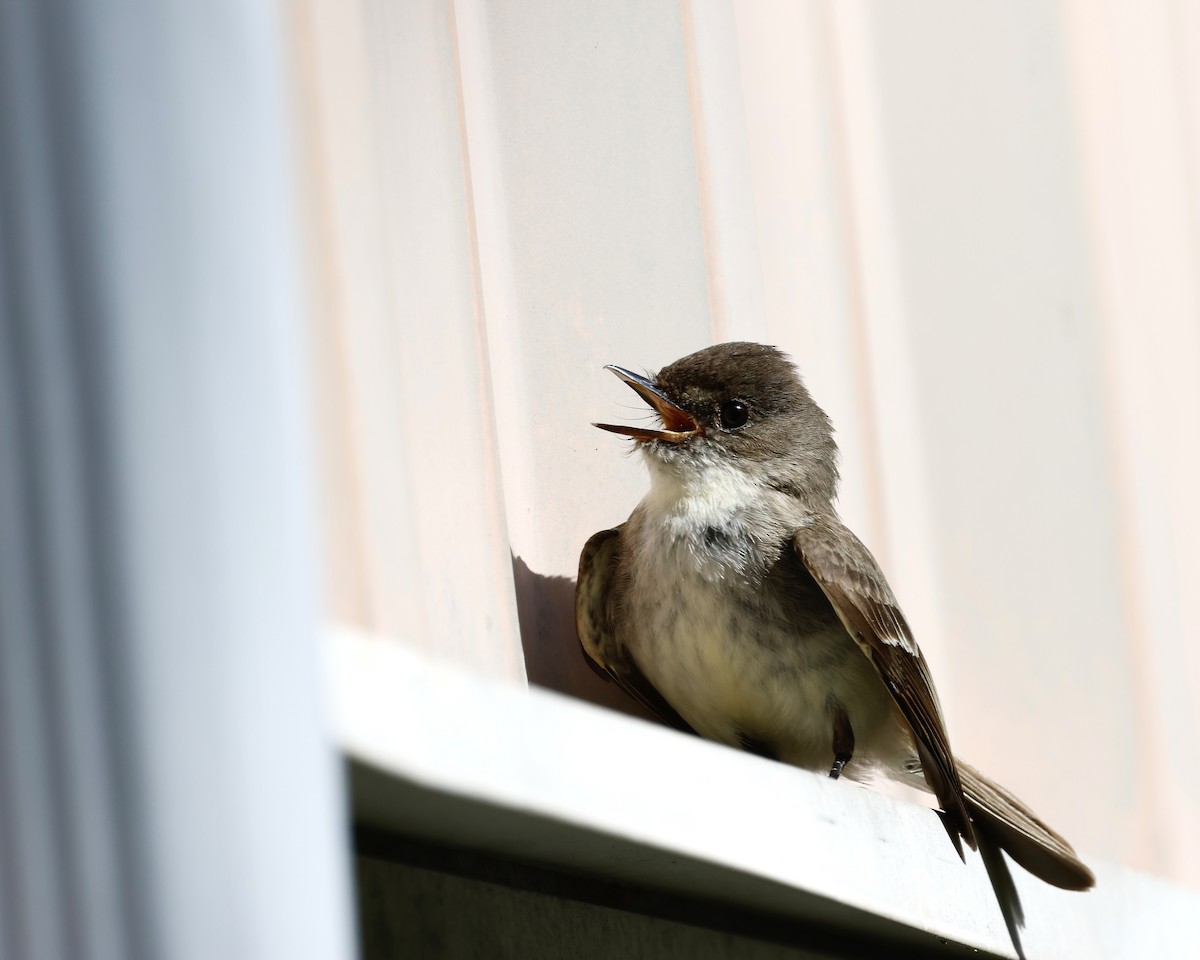 Eastern Phoebe - Cate Hopkinson