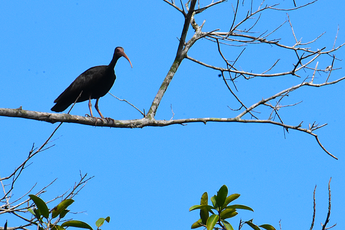 Bare-faced Ibis - Ricardo Gómez Samaniego