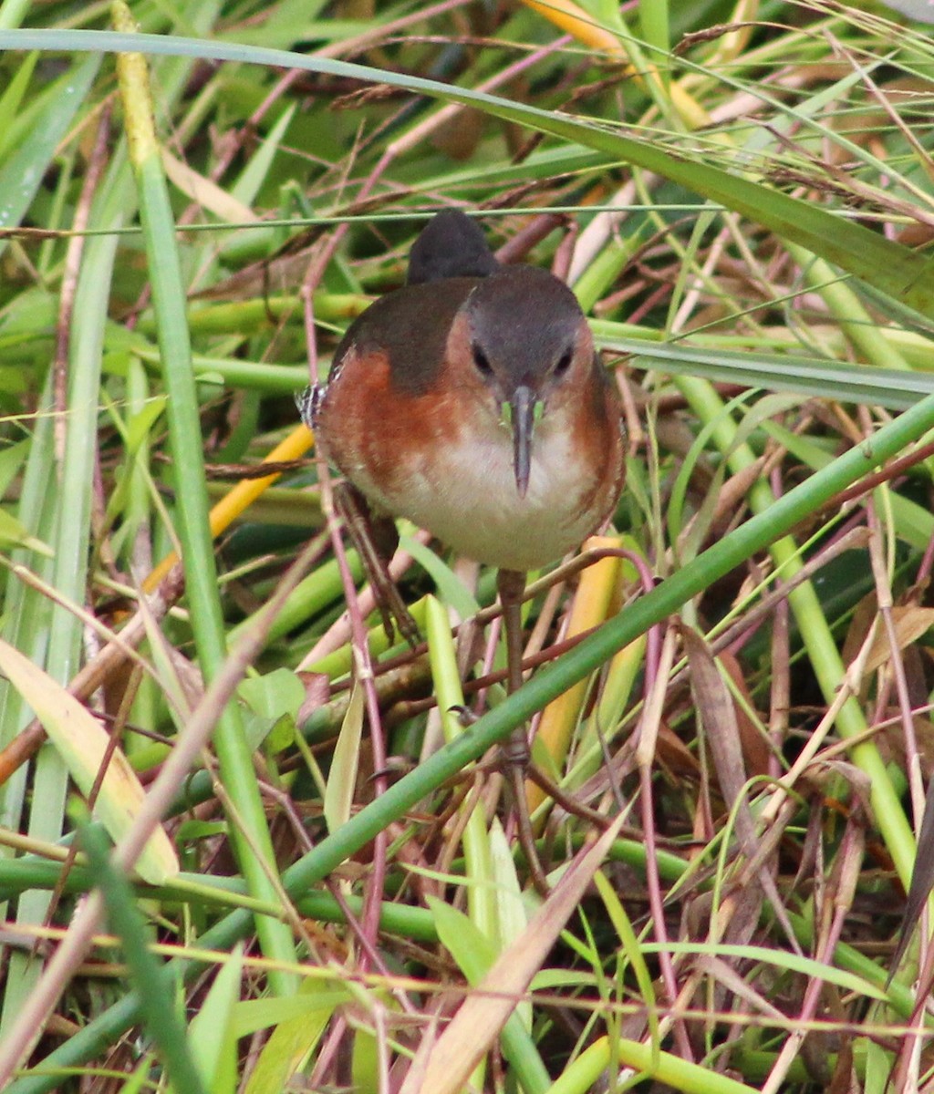 Rufous-sided Crake - Pedro Behne