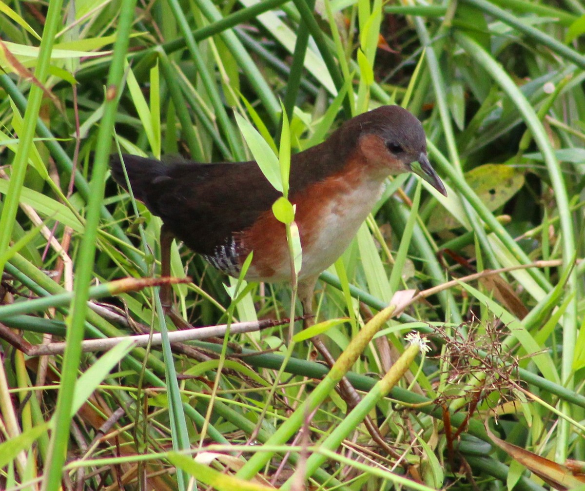 Rufous-sided Crake - Pedro Behne