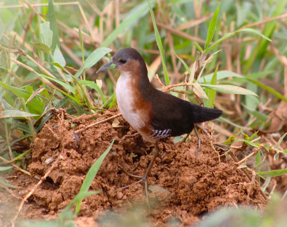 Rufous-sided Crake - Pedro Behne