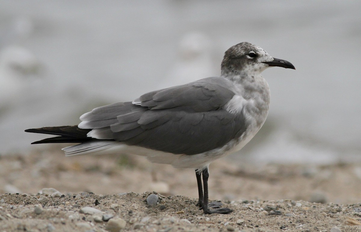 Laughing Gull - Jim Edlhuber