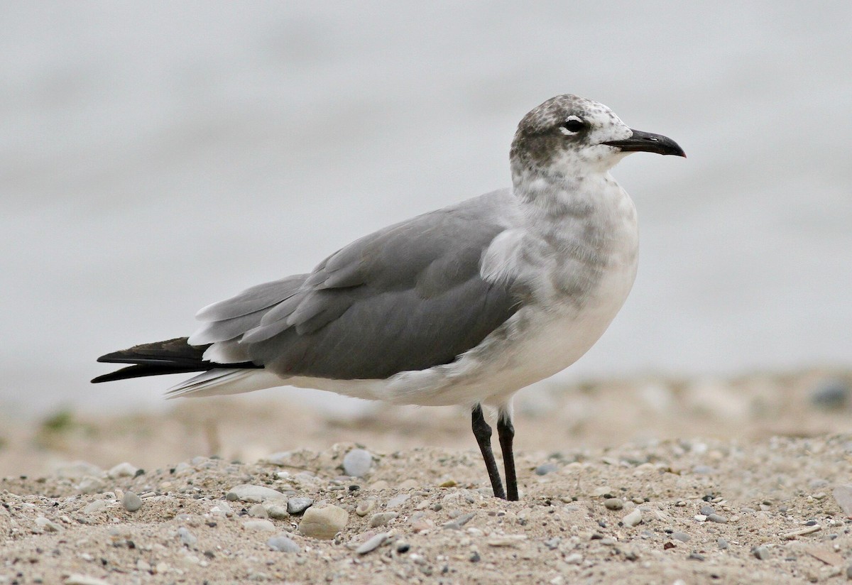 Laughing Gull - Jim Edlhuber