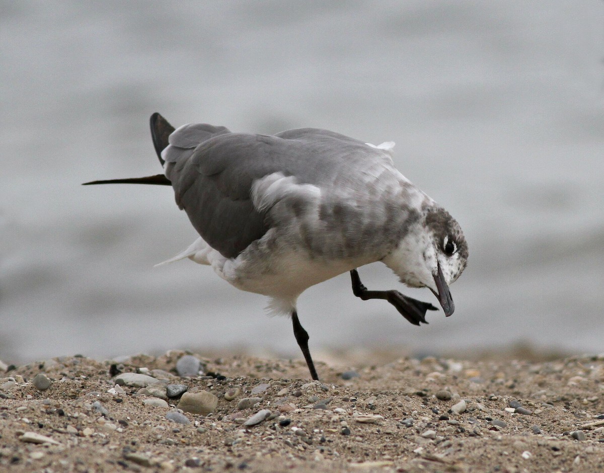 Laughing Gull - Jim Edlhuber