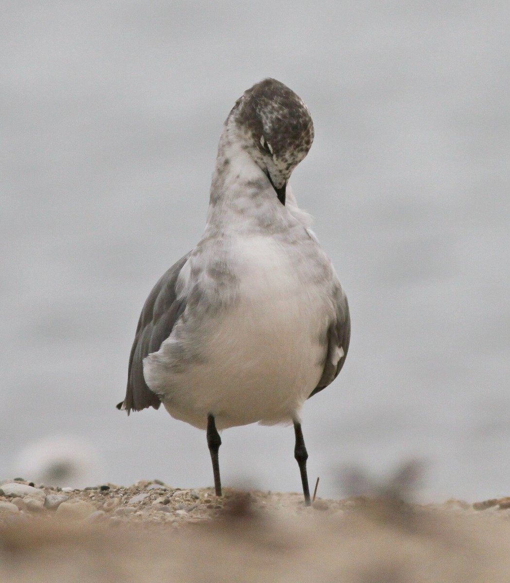 Laughing Gull - Jim Edlhuber