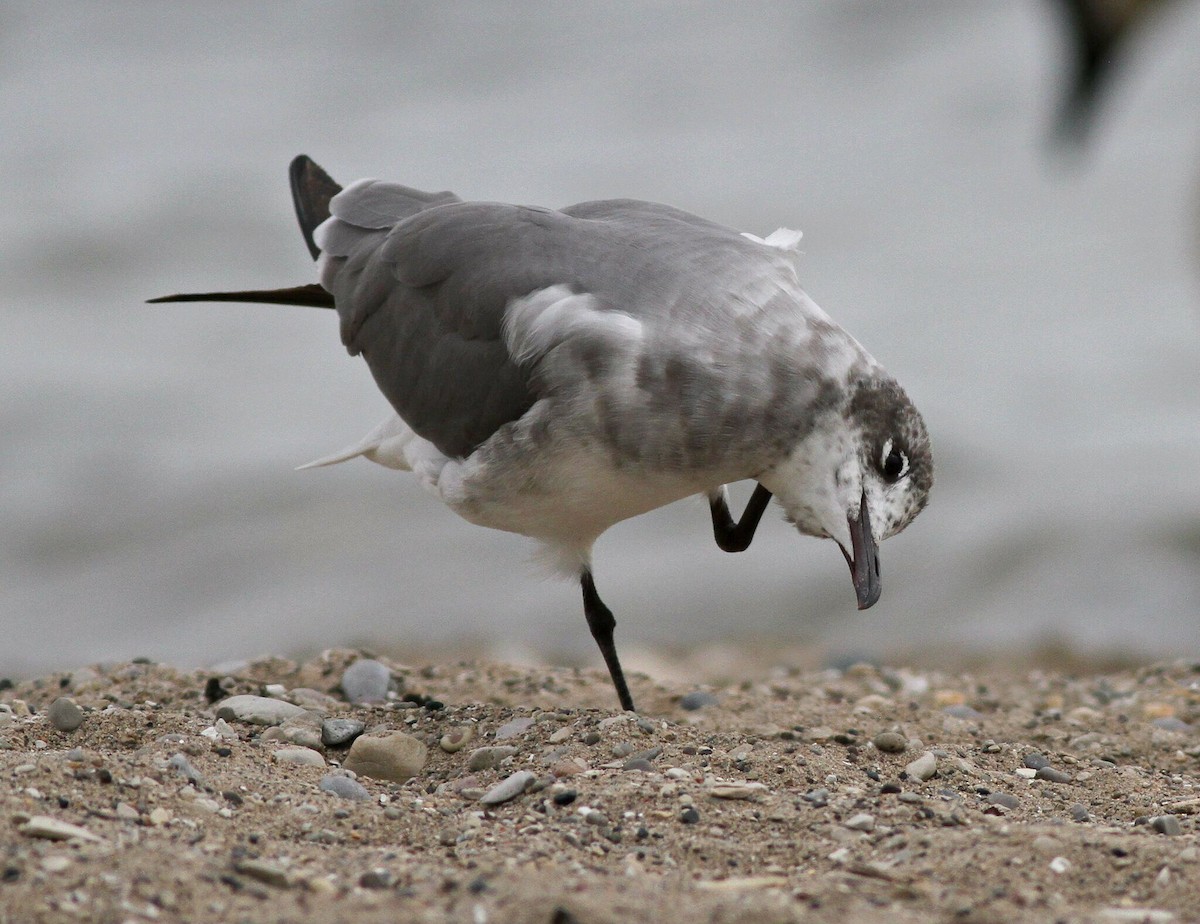 Laughing Gull - Jim Edlhuber