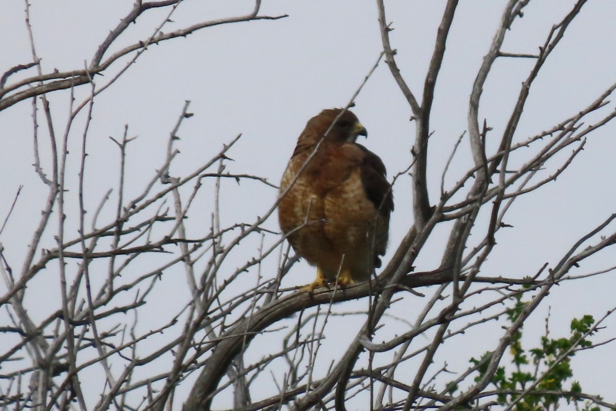 Swainson's Hawk - Jim Moore