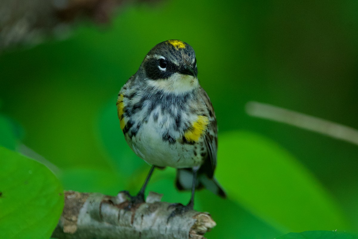 Yellow-rumped Warbler - Robert King