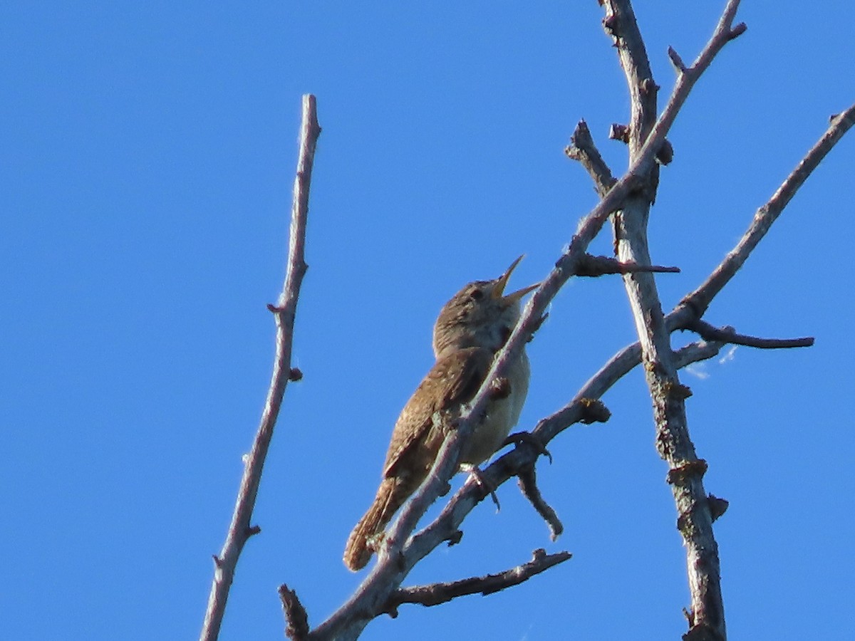 House Wren - Dick Zerger