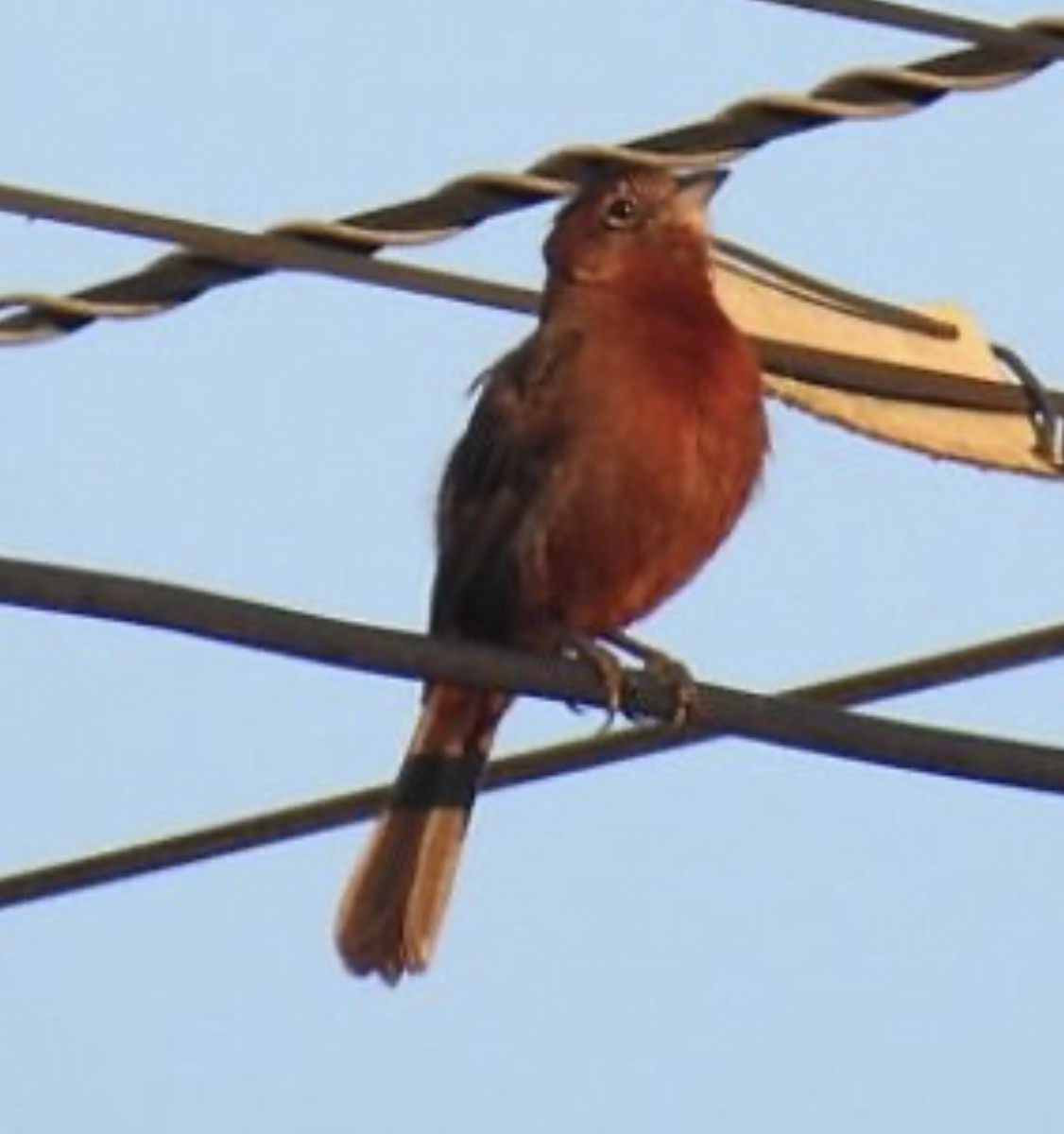 Red-crested Finch - ML619546878