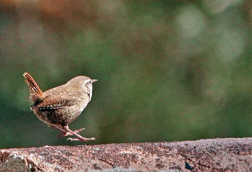 Eurasian Wren - Diane Drobka